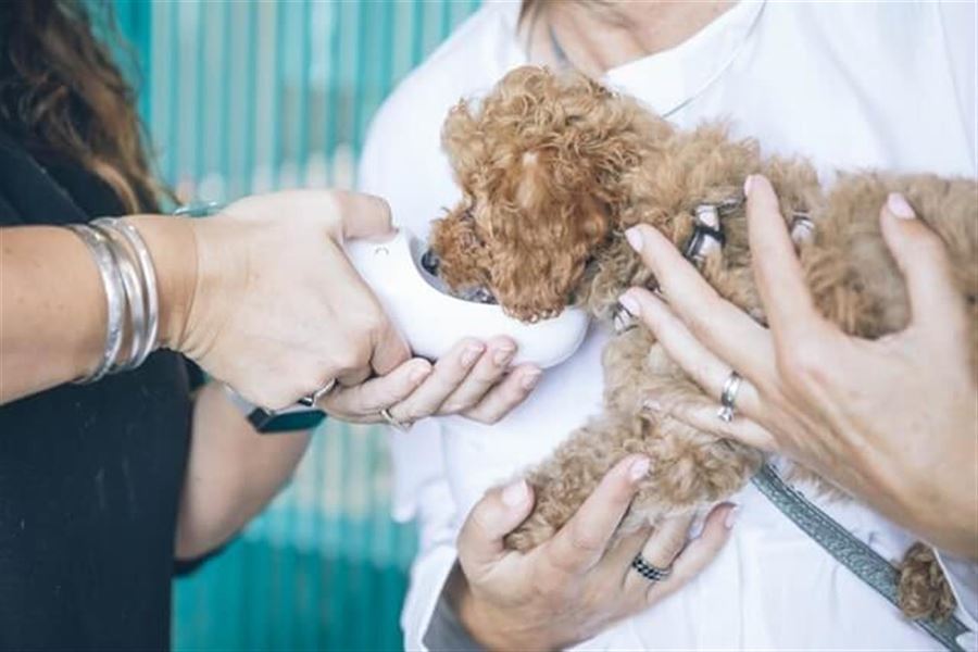 Vagtdyrelæge kan hjælpe din bedste ven